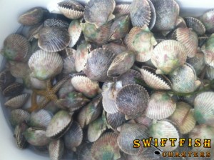 Homosassa Scallop Charters, Scallop Charters, Scalloping Charters, Homosassa Scalloping Charters