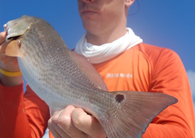 South Tampa Fishing charters