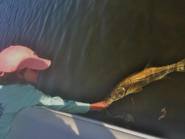 tampa snook fishing charters