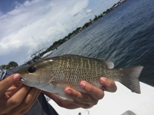 Tampa Fishing charters. Fishing charters tampa, tampa bay fishing charters, top rated fishing charters in tampa