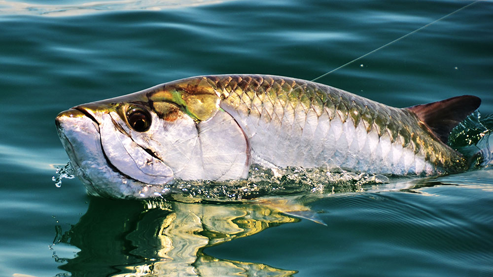 The Best Spots to Go Inshore Fishing in Florida